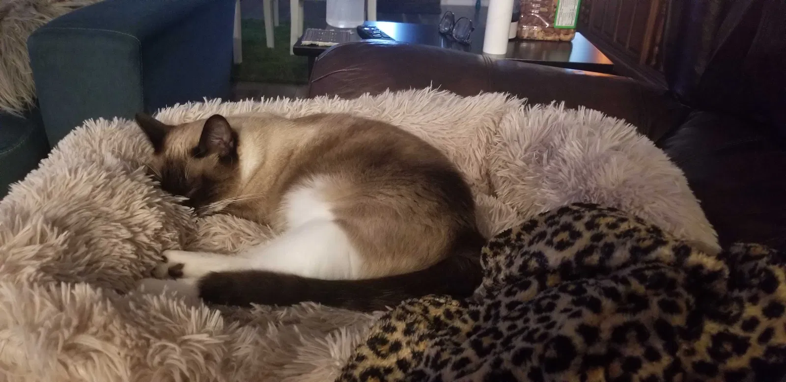 Lost cat in Tulsa, OK, 74112