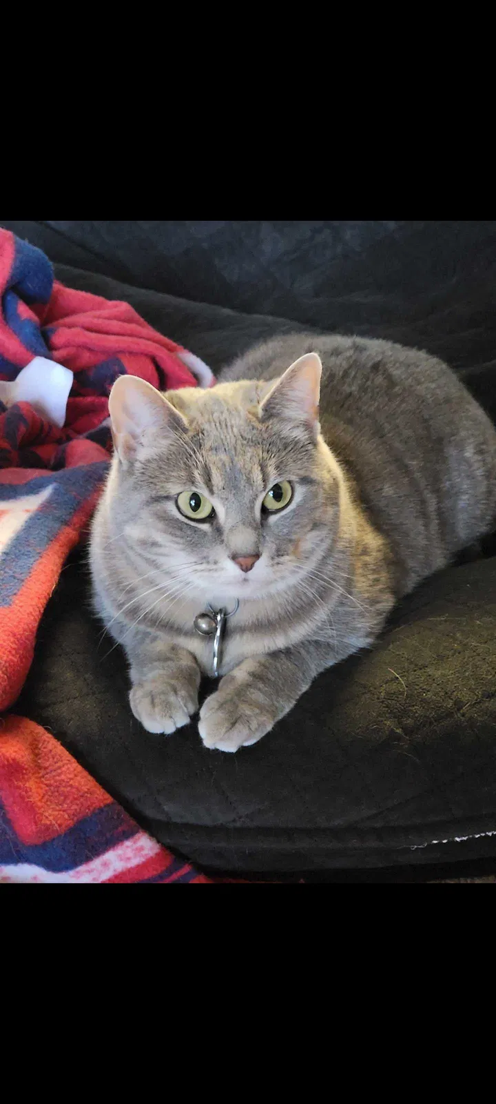 Lost cat in Las Vegas, NV, 89166