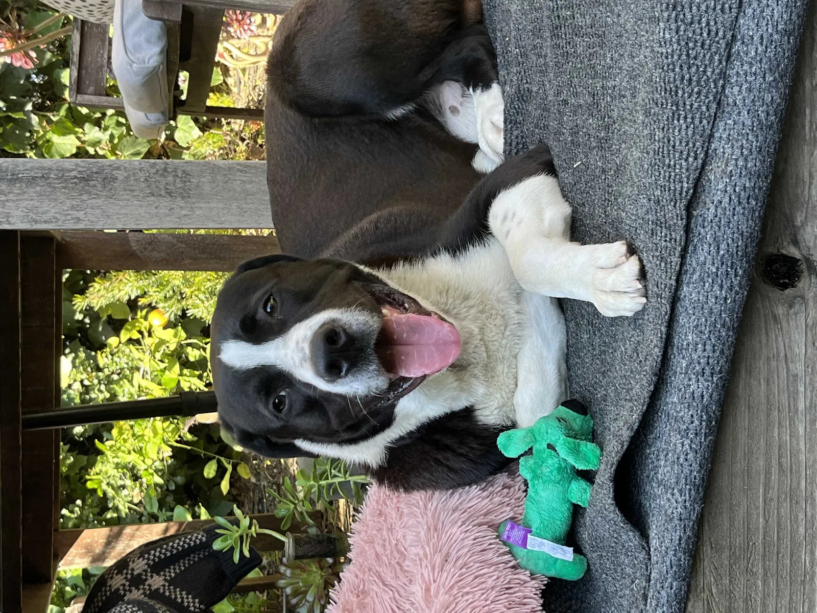Found dog in Oakland, CA, 94605