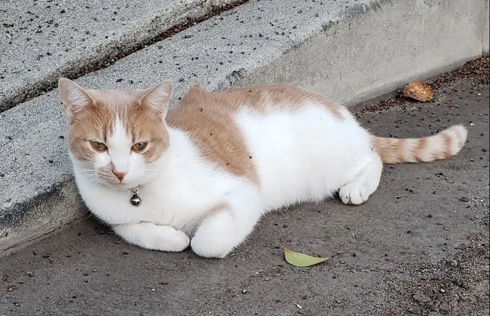 Lost cat in Woodland Hills, CA, 91367