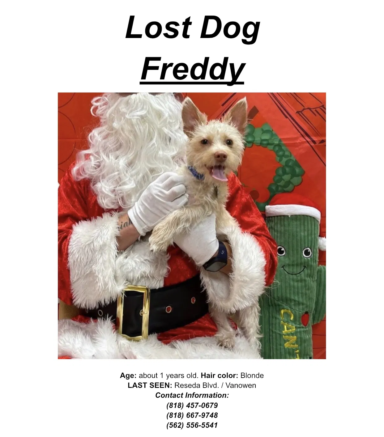 Lost dog in Reseda, CA, 91335