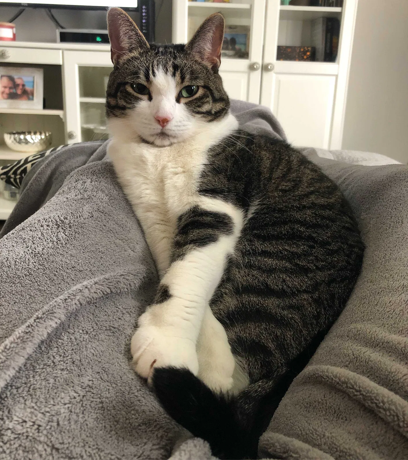 Lost cat in Houston, TX, 77080