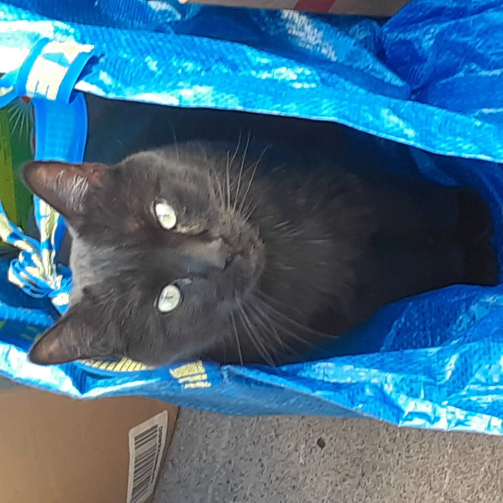 Lost cat in Las Vegas, NV, 89107