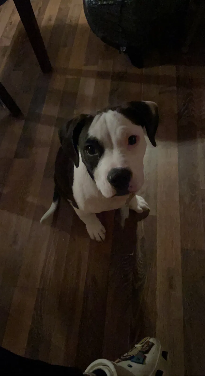 Lost dog in Charlotte, TX, 78011