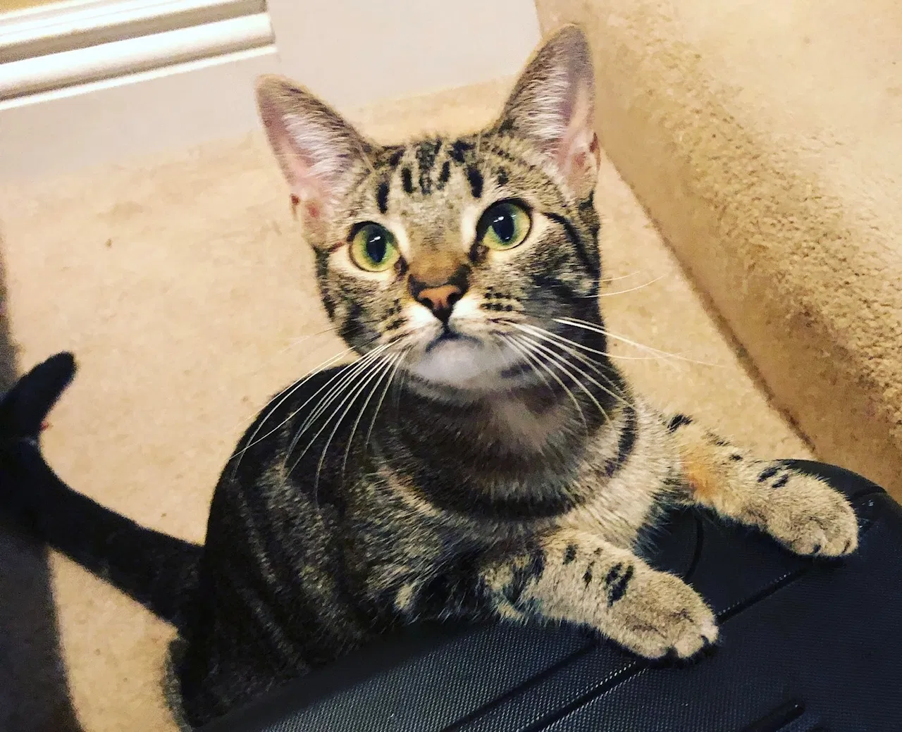 Lost cat in Sonoma, CA, 95476