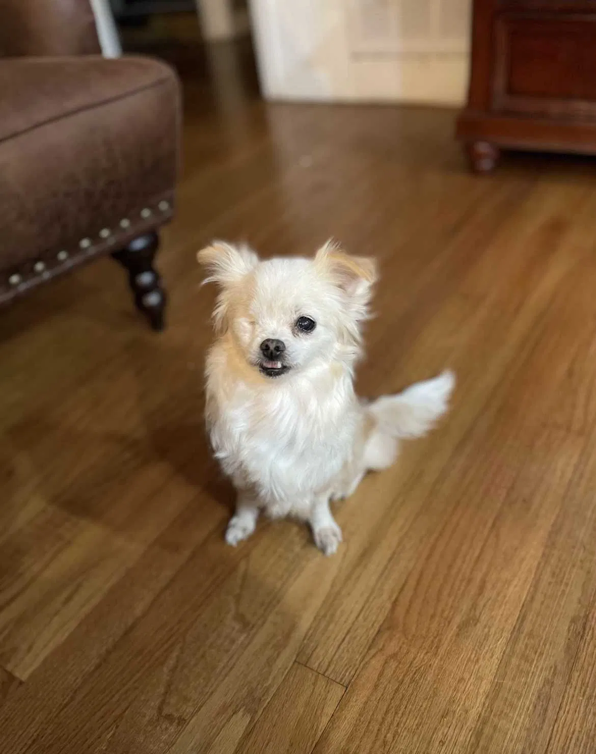 Lost dog in San Antonio, TX, 78213