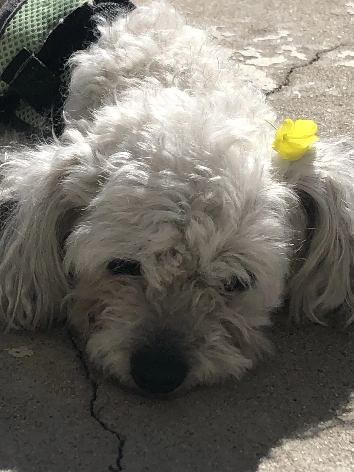 Lost dog in Unknown, CA, 923404