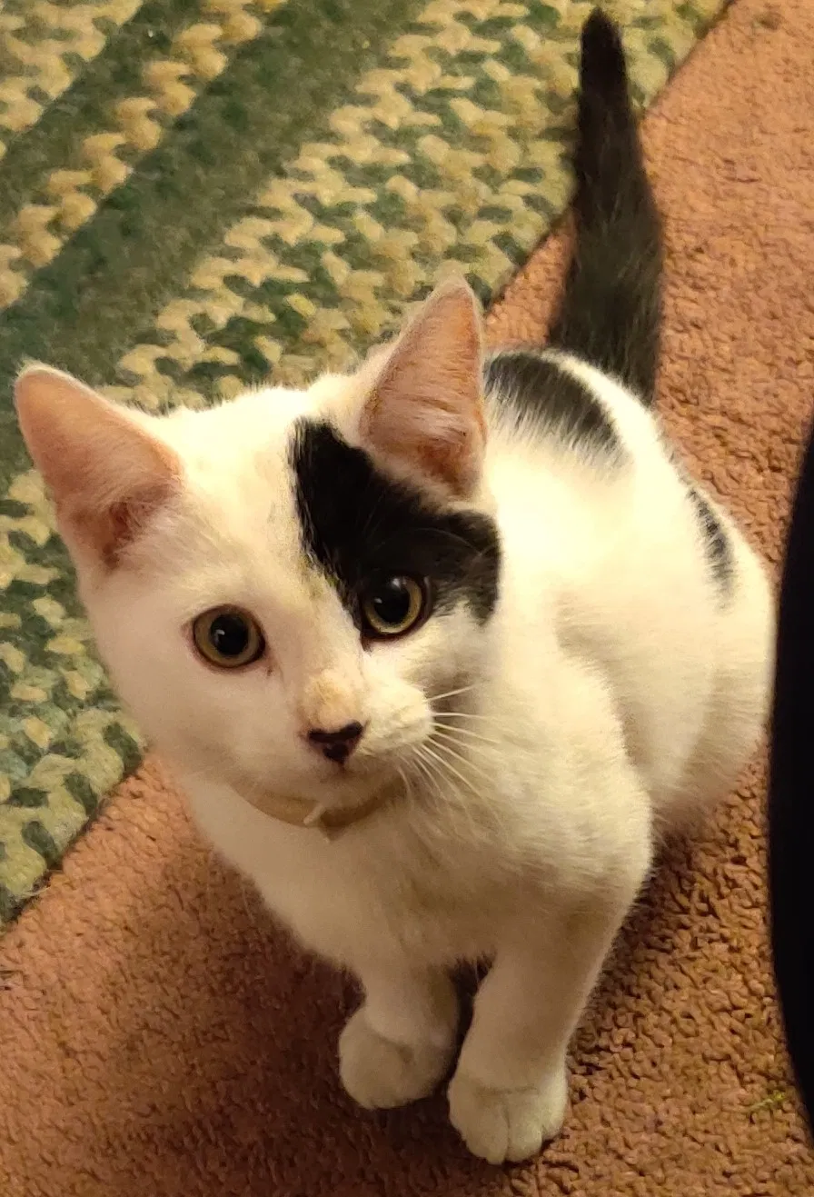 Lost cat in Santa Monica, CA, 90404