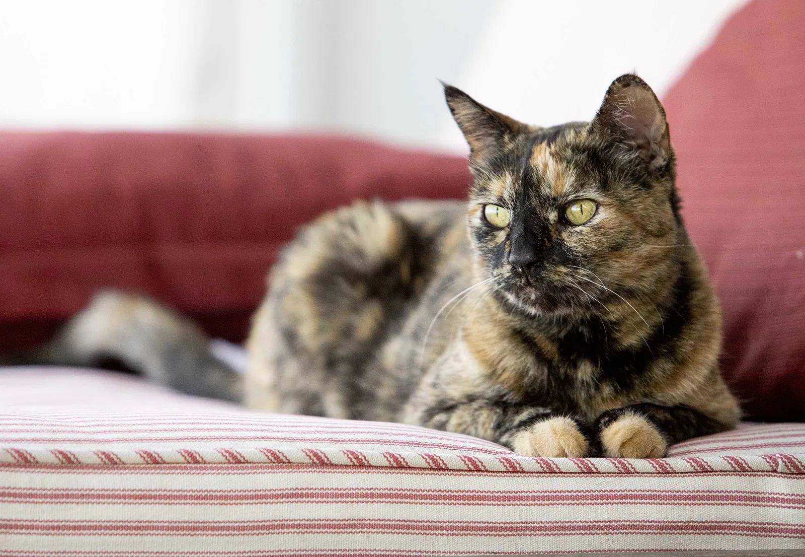Lost cat in Thousand Oaks, CA, 91360