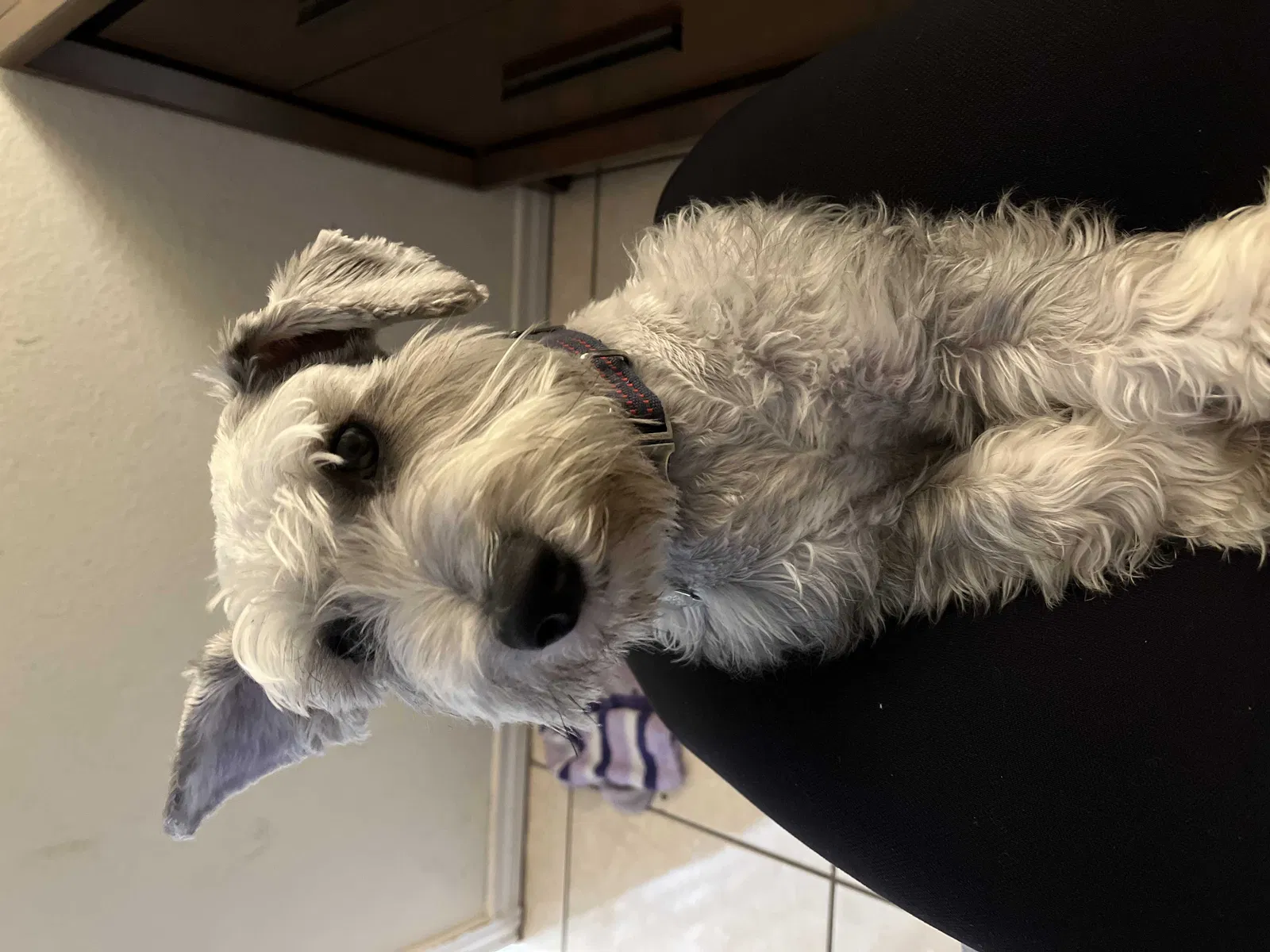 Lost dog in La Joya, TX, 78560