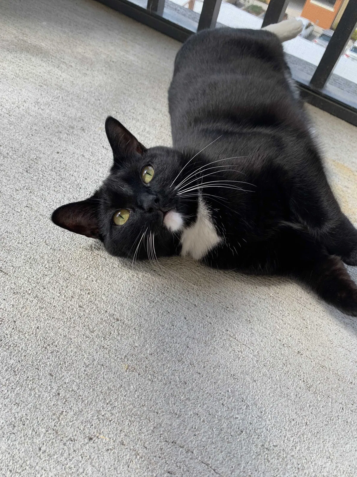 Lost cat in Huntersville, NC, 28078
