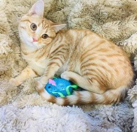 Lost cat in Jamestown, NC, 27282