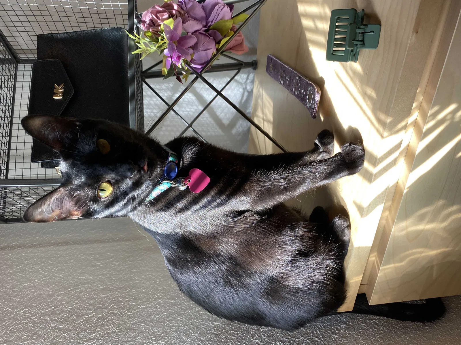 Lost cat in El Paso, TX, 79938