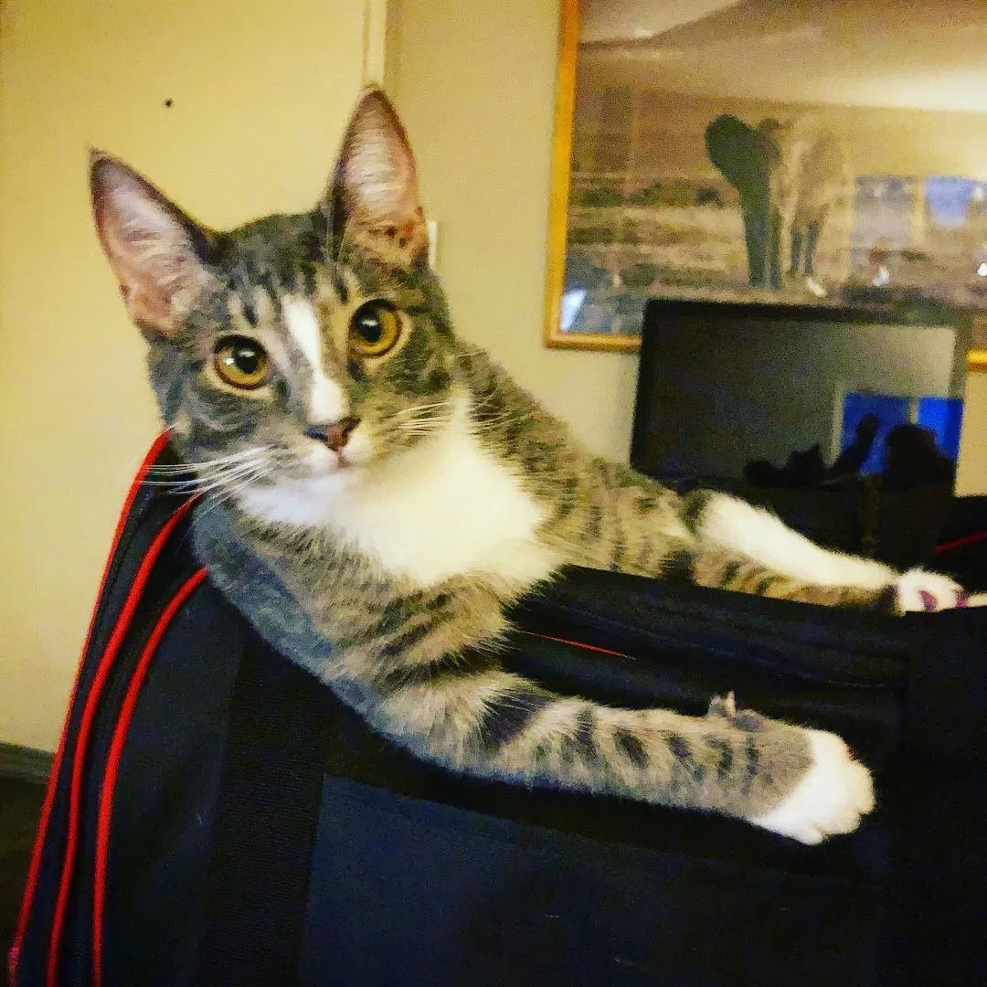 Lost cat in Mooresville, NC, 28115