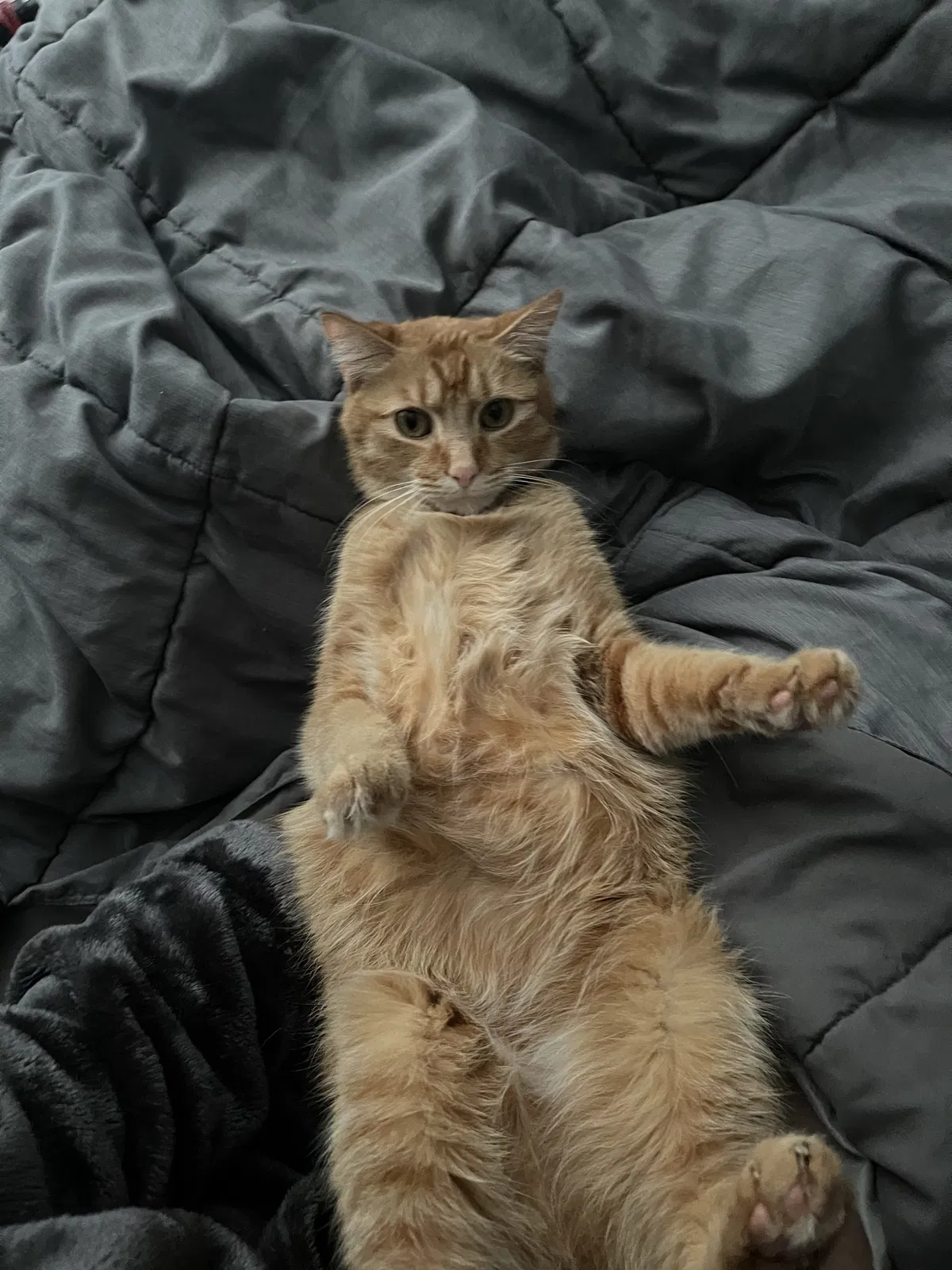 Lost cat in Chattanooga, TN, 37410