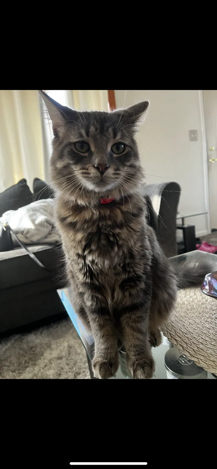 Lost cat in Trenton, MI, 48183