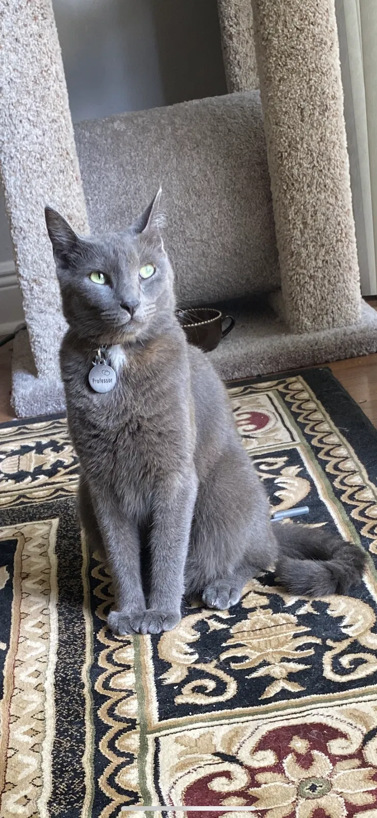 Lost cat in Orlando, FL, 32812
