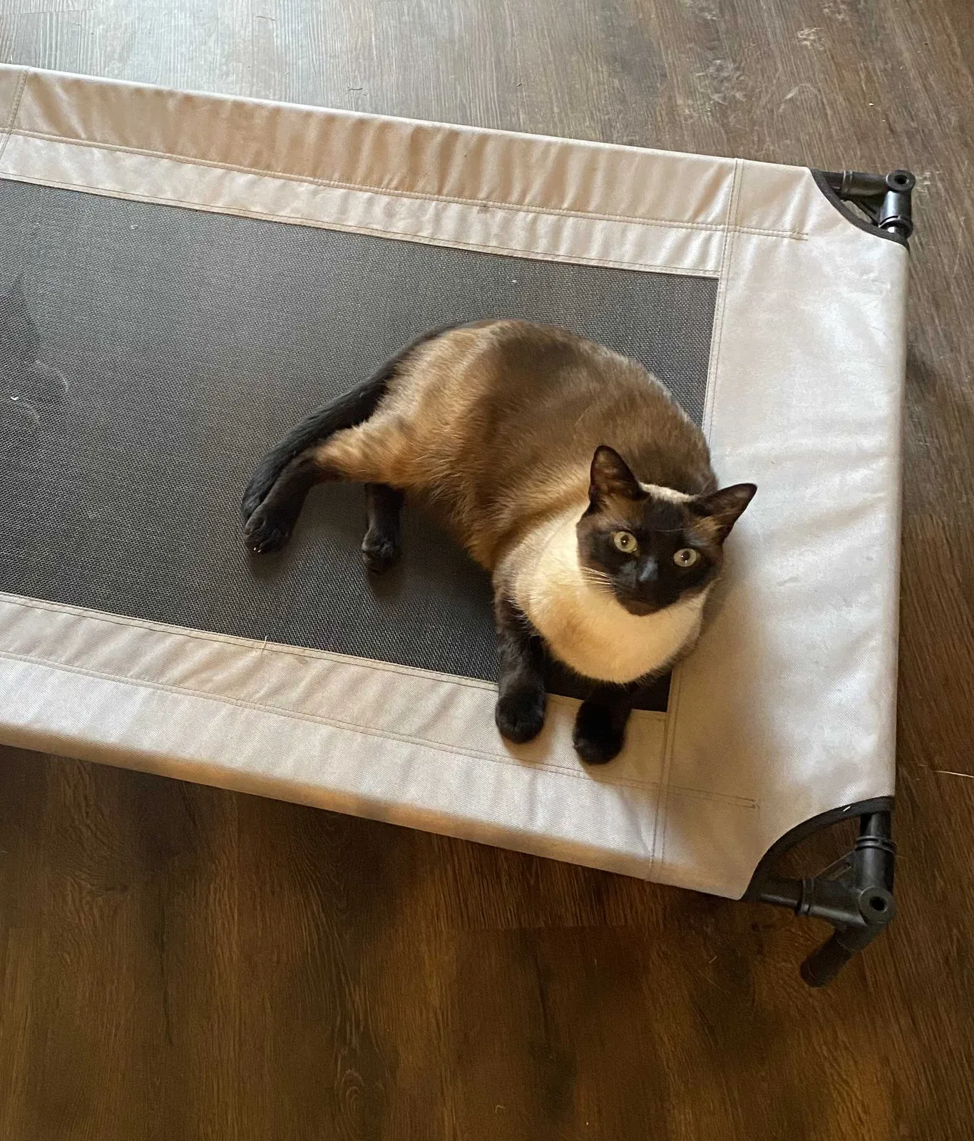 Lost cat in Boise, ID, 83709