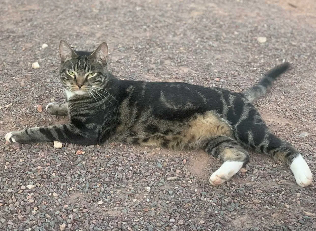 Lost cat in Phoenix, AZ, 85051