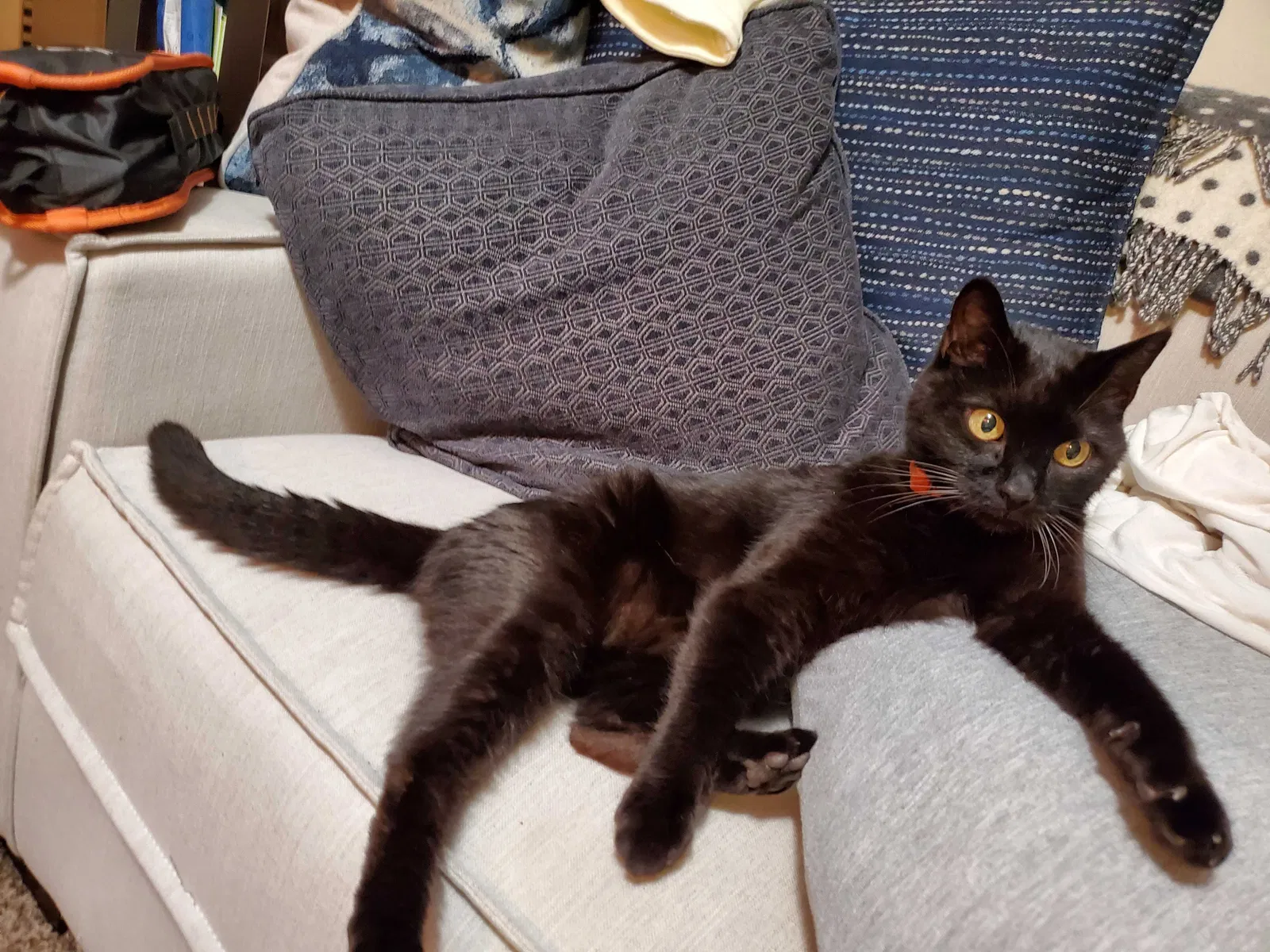 Lost cat in Santa Cruz, CA, 95062