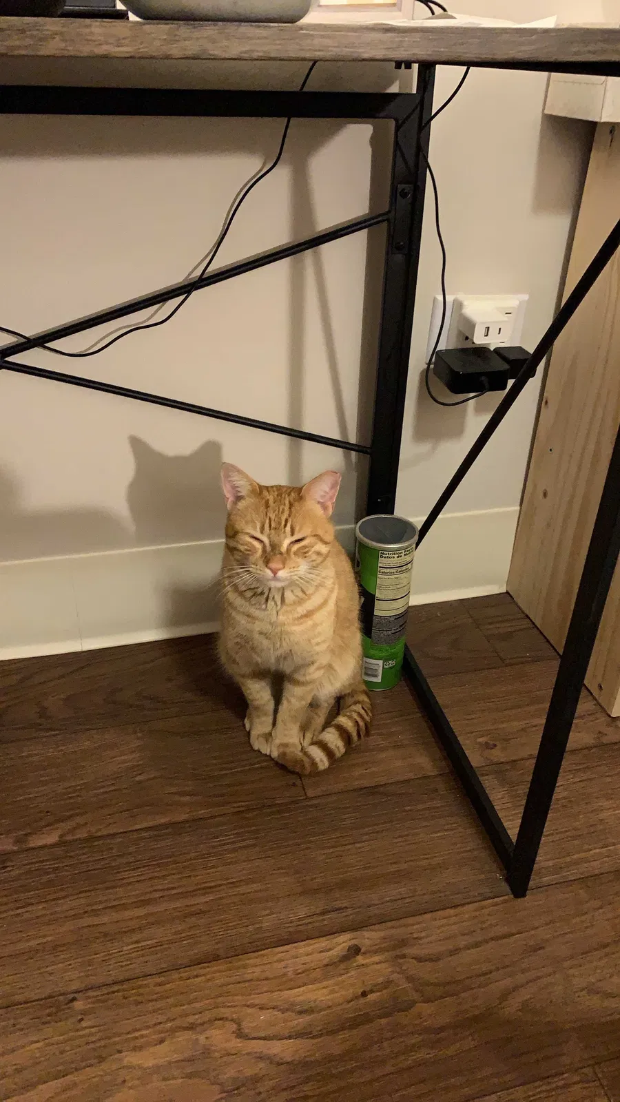 Lost cat in Knoxville, TN, 37916