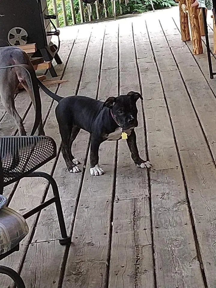 Lost dog in Brighton, MI, 48114
