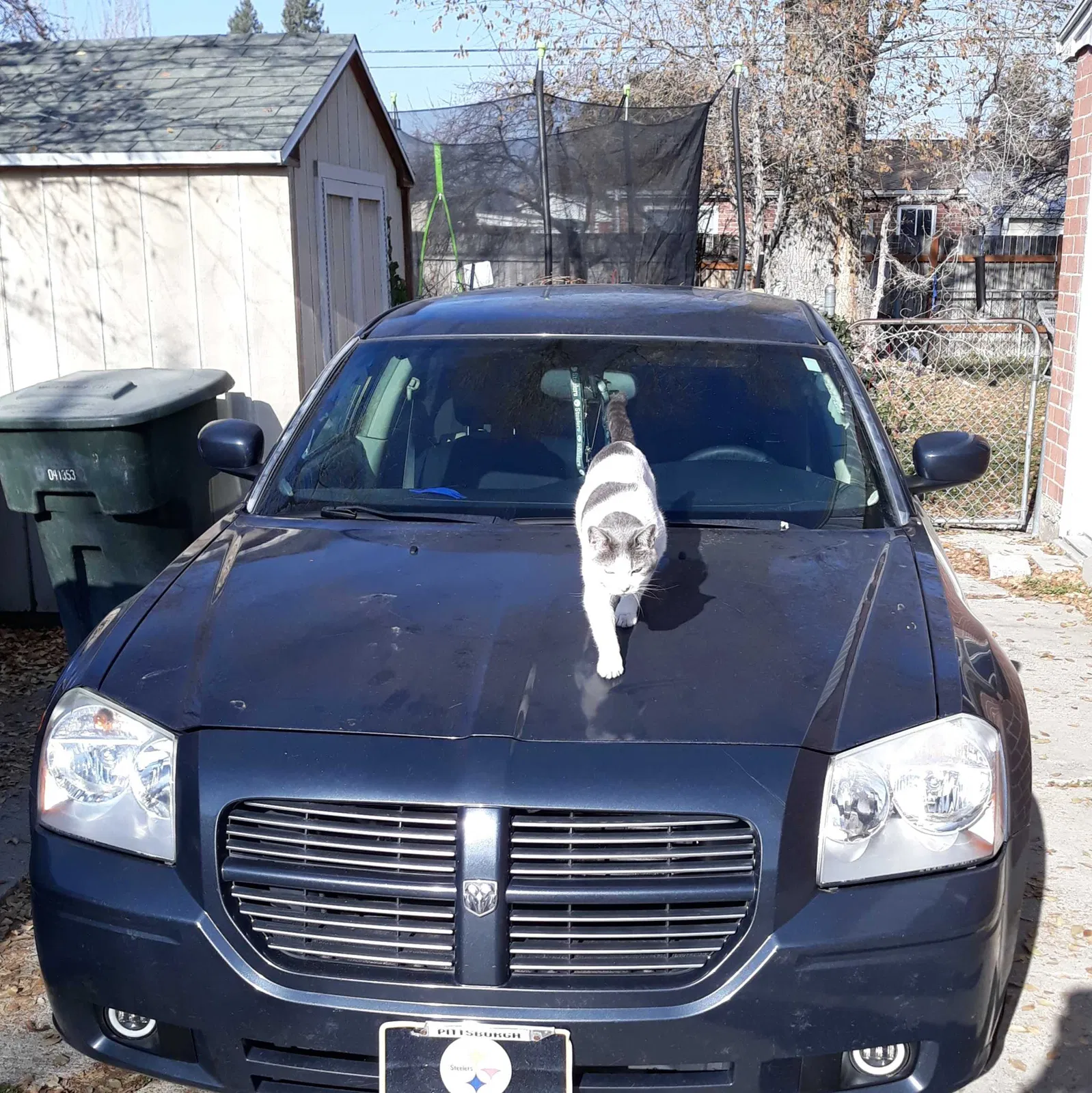 Lost cat in Salt Lake City, UT, 84119