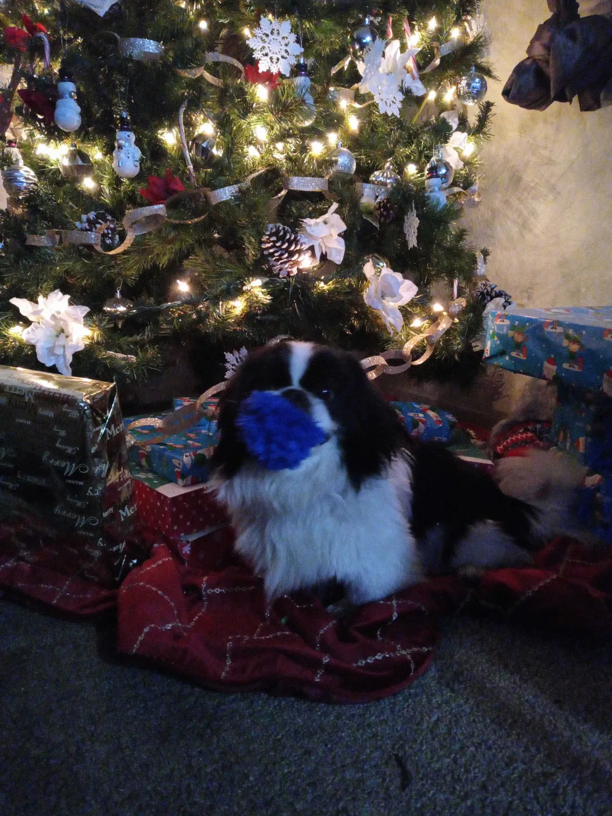 Lost dog in Modesto, CA, 95351