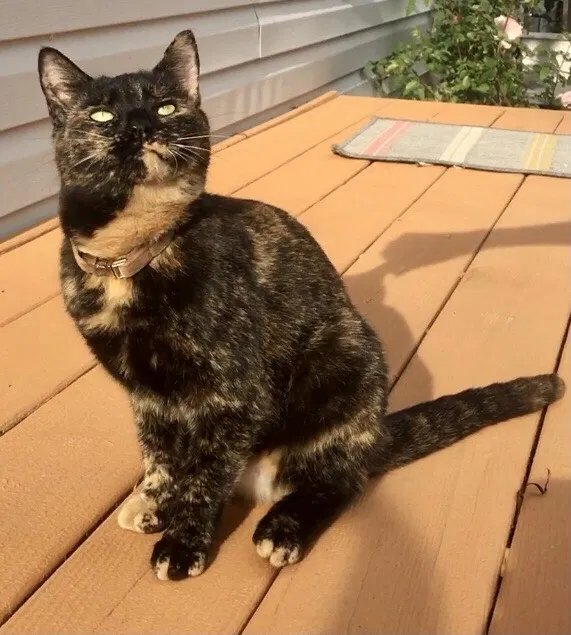 Lost cat in Quarryville, PA, 17566