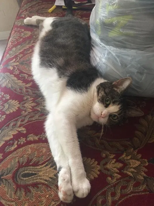 Lost cat in Slidell, LA, 70460