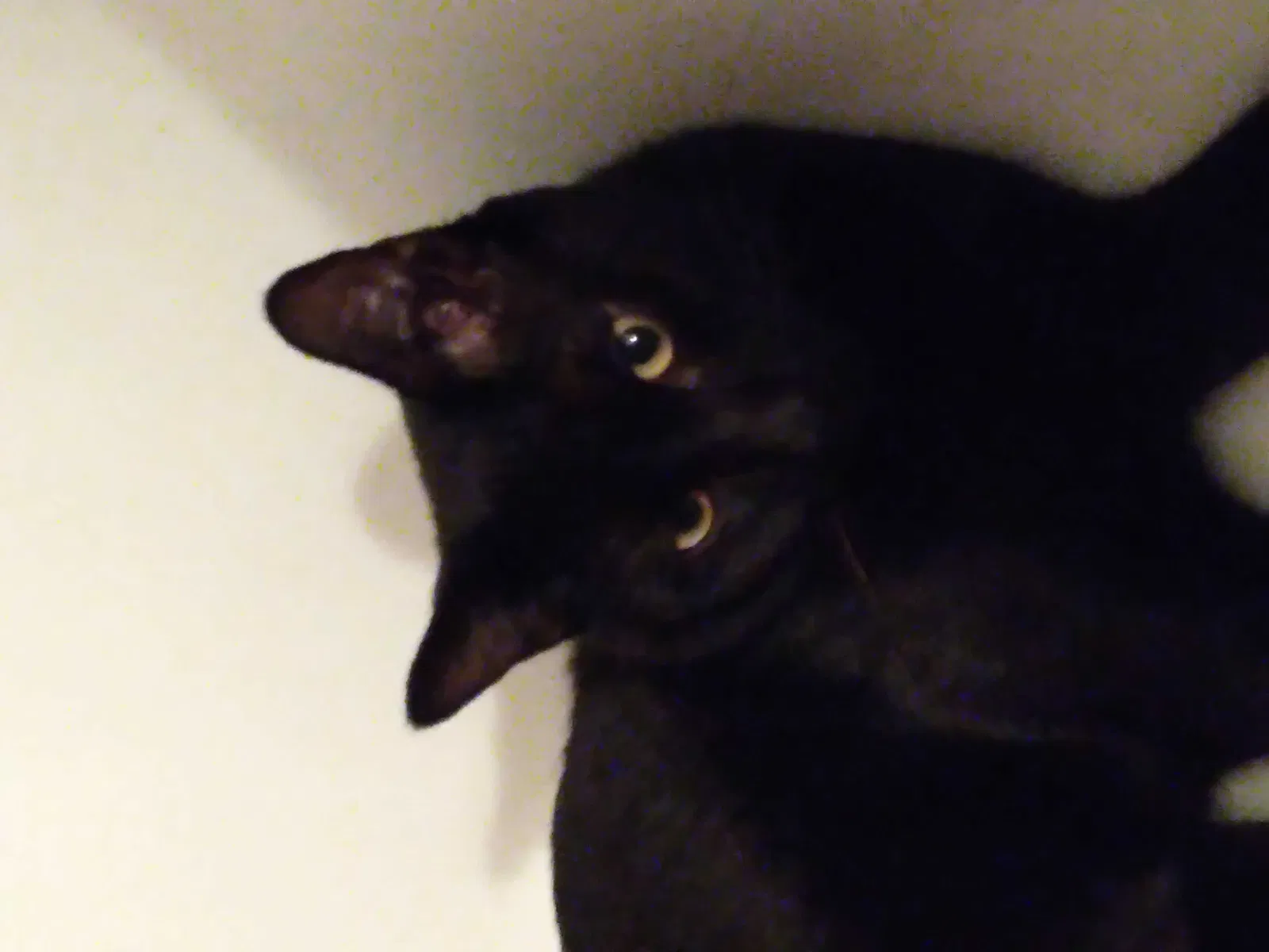 Lost cat in Fernley, NV, 89408