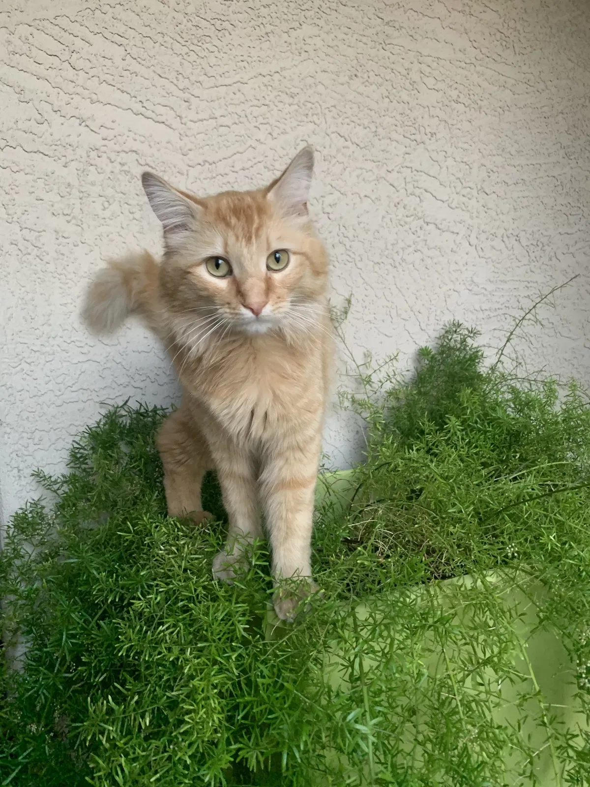 Lost cat in Phoenix, AZ, 85037