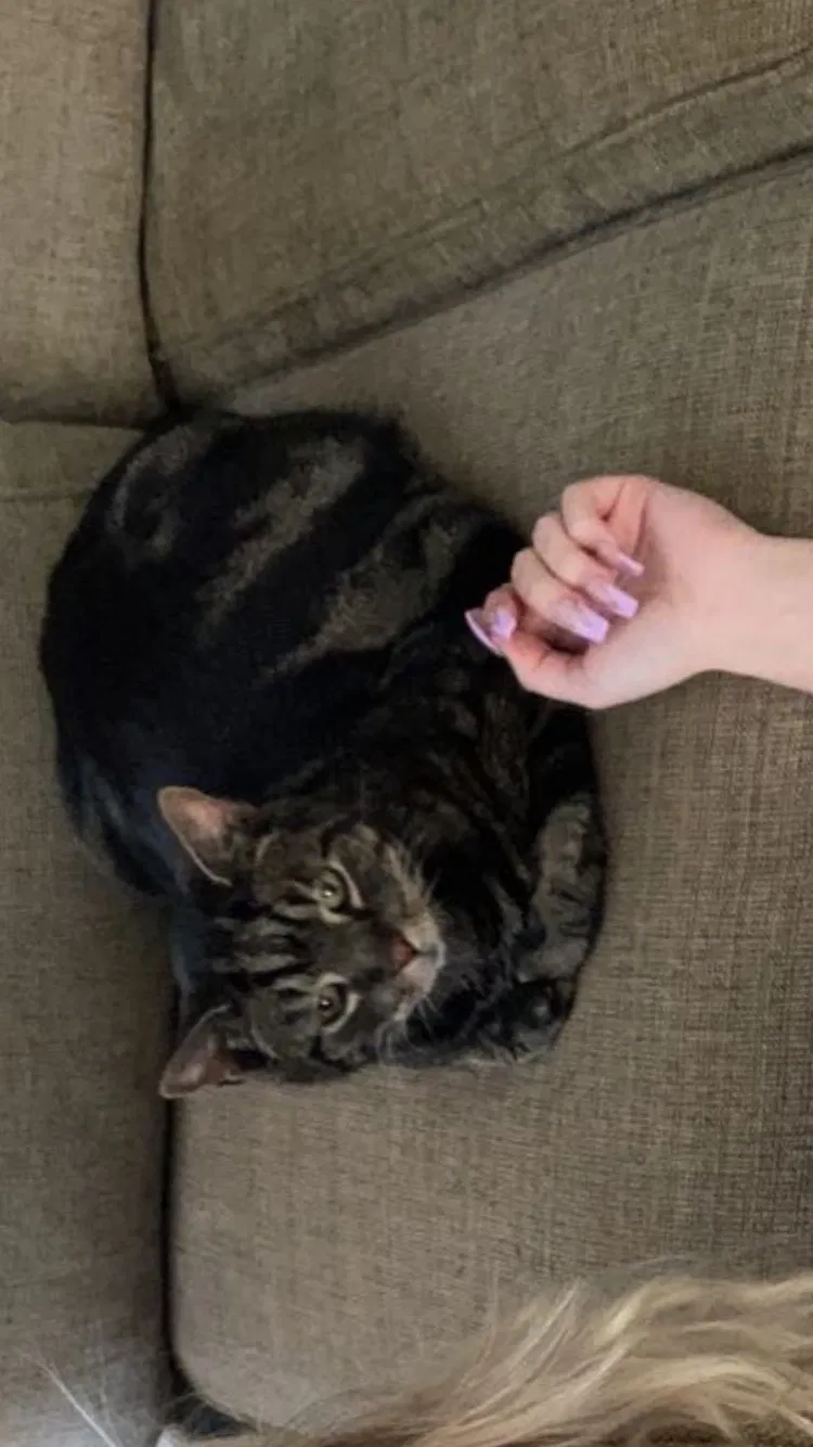 Lost cat in Evansville, IN, 47712
