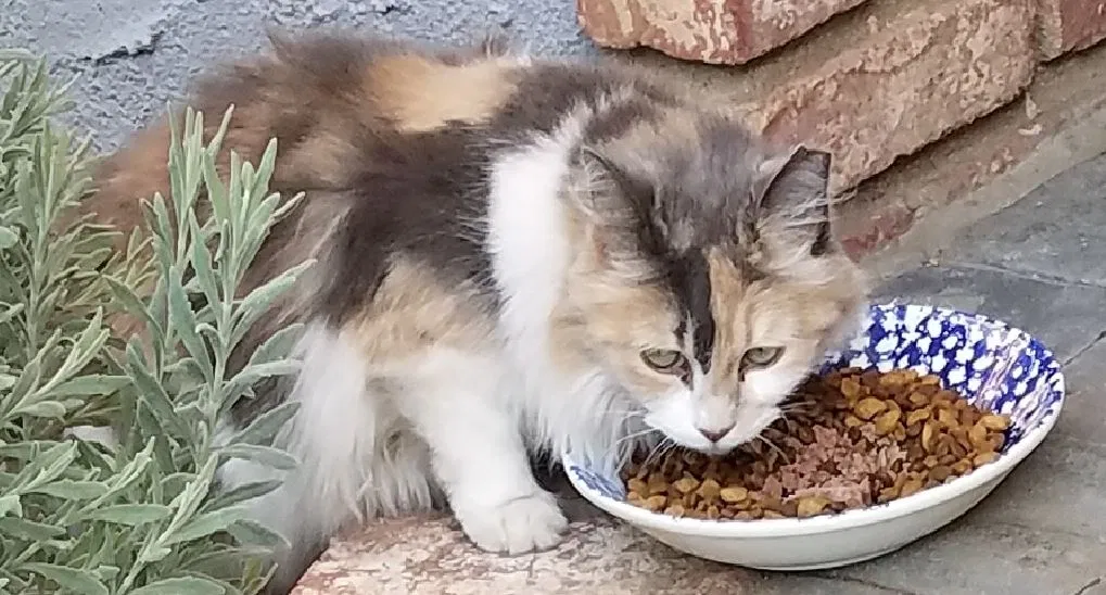 Lost cat in Palmdale, CA, 93551