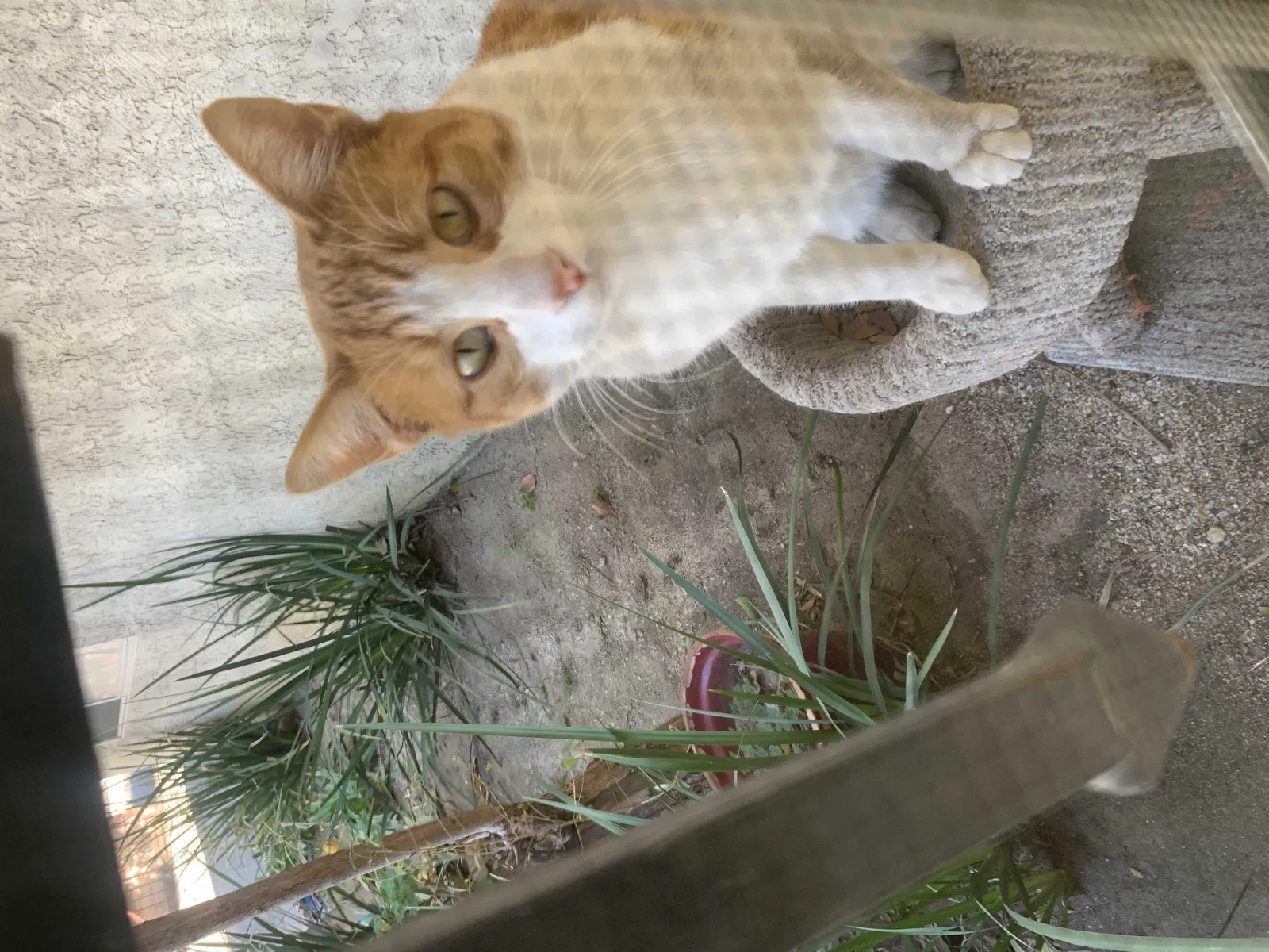 Lost cat in Sylmar, CA, 91342