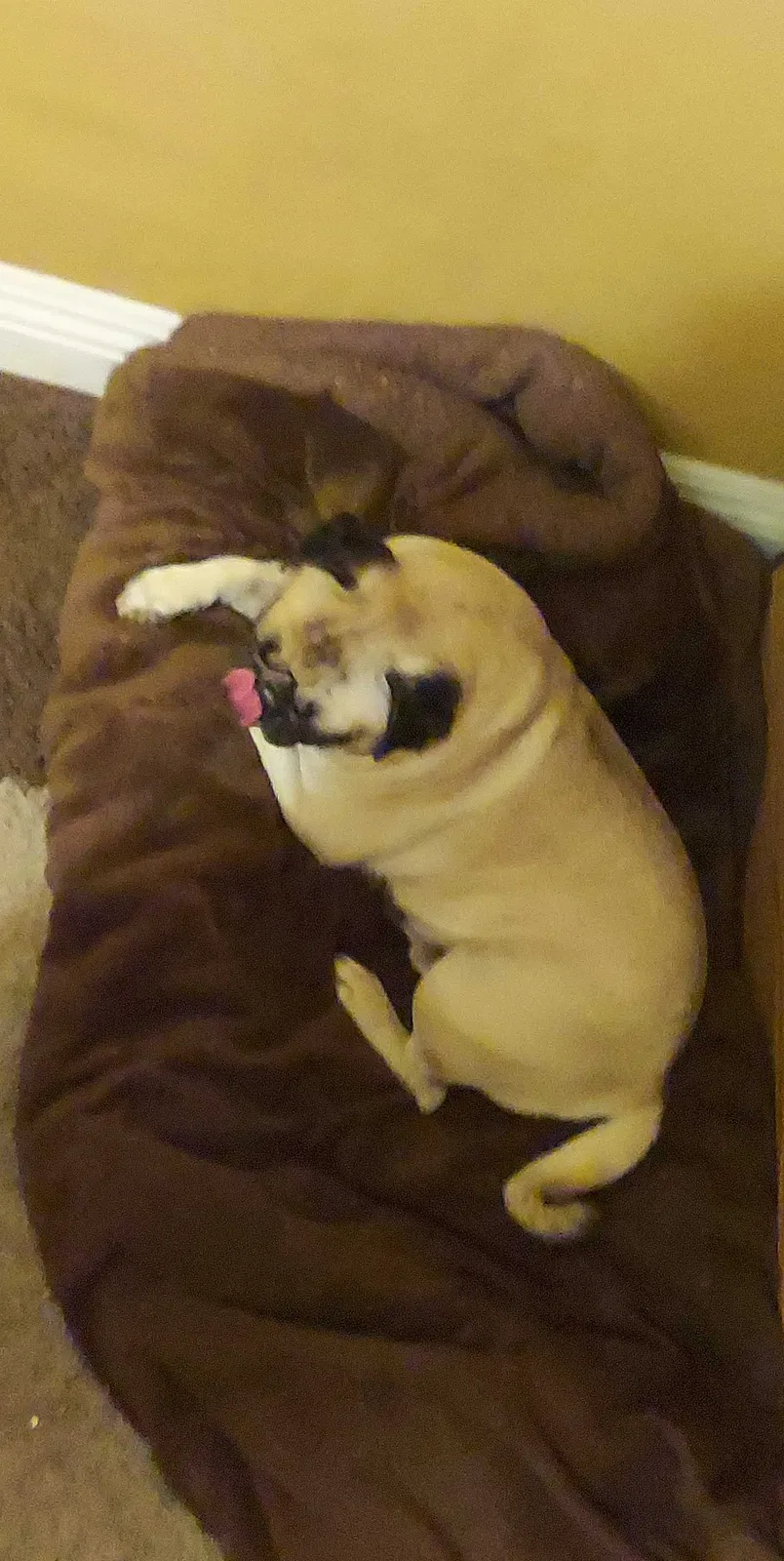 Lost dog in Homeland, CA, 92548