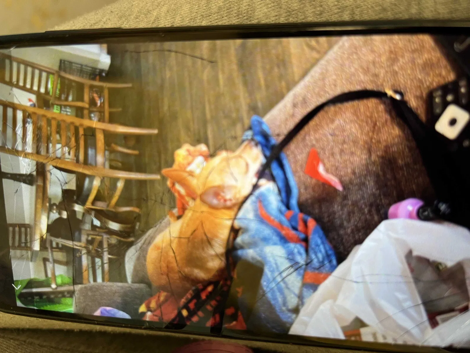 Lost dog in Denver, CO, 80224