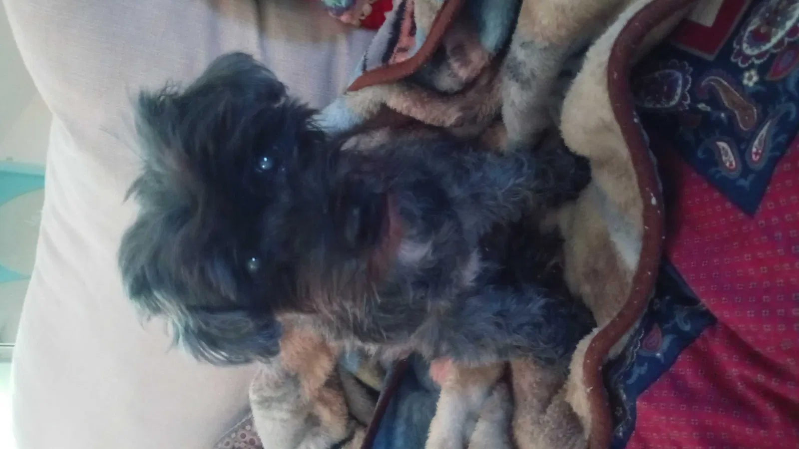 Found dog in Boynton Beach, FL, 33435