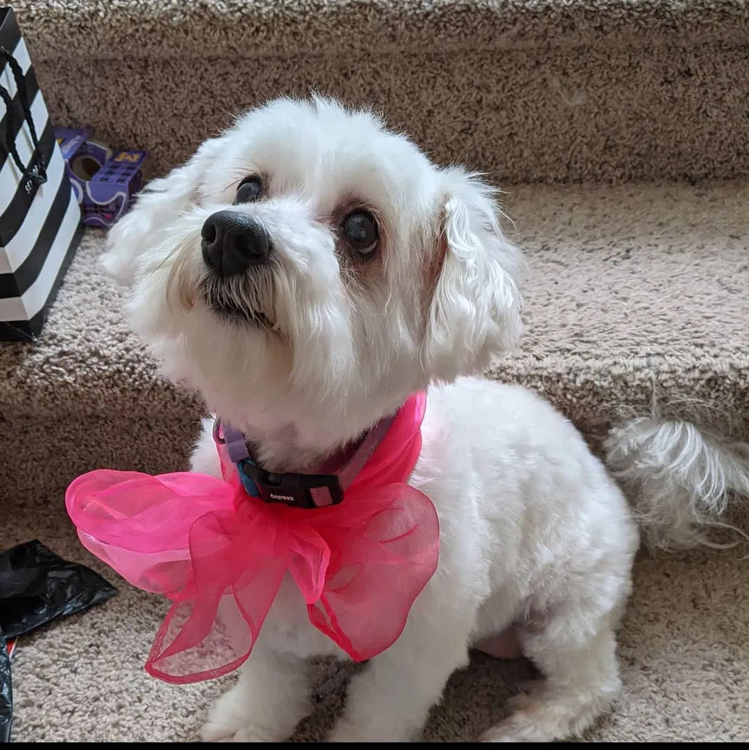 Lost dog in Las Vegas, NV, 89113