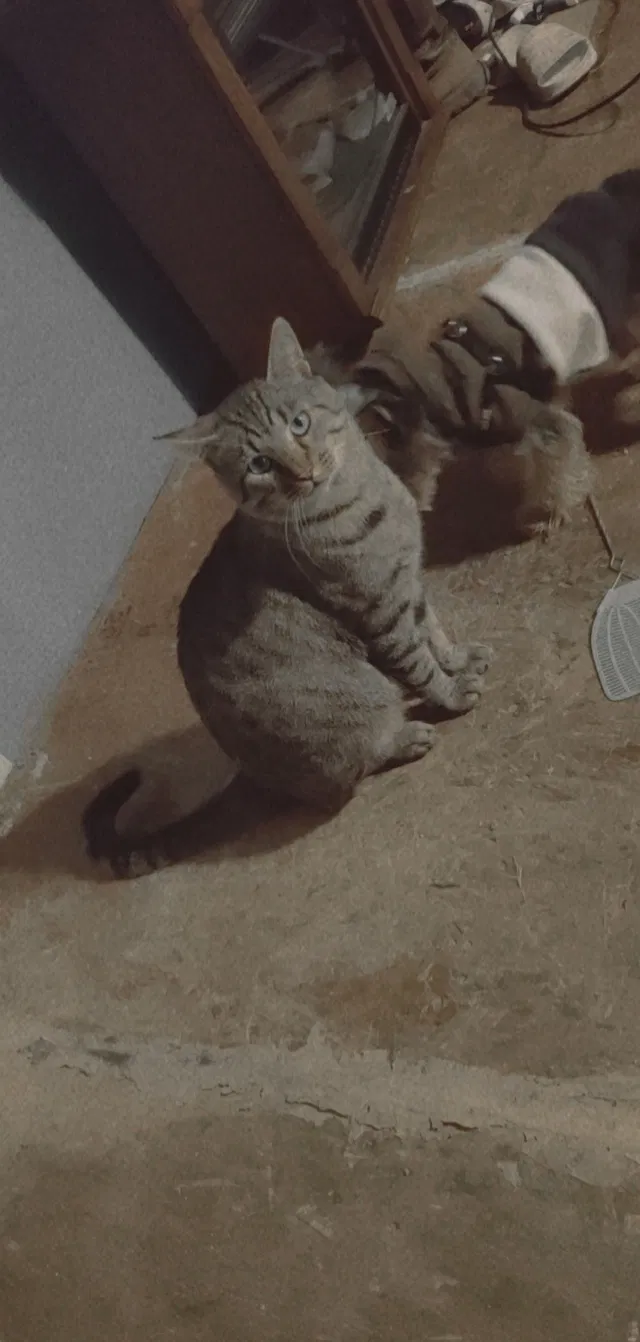 Lost cat in Corsicana, TX, 75110