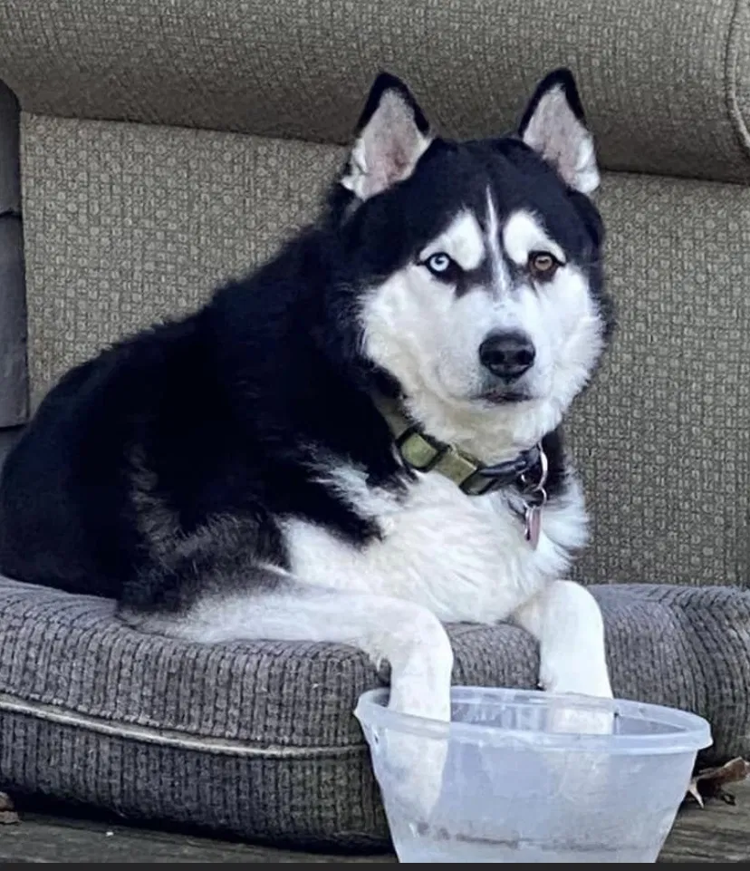 Lost dog in Dayton, TX, 77535