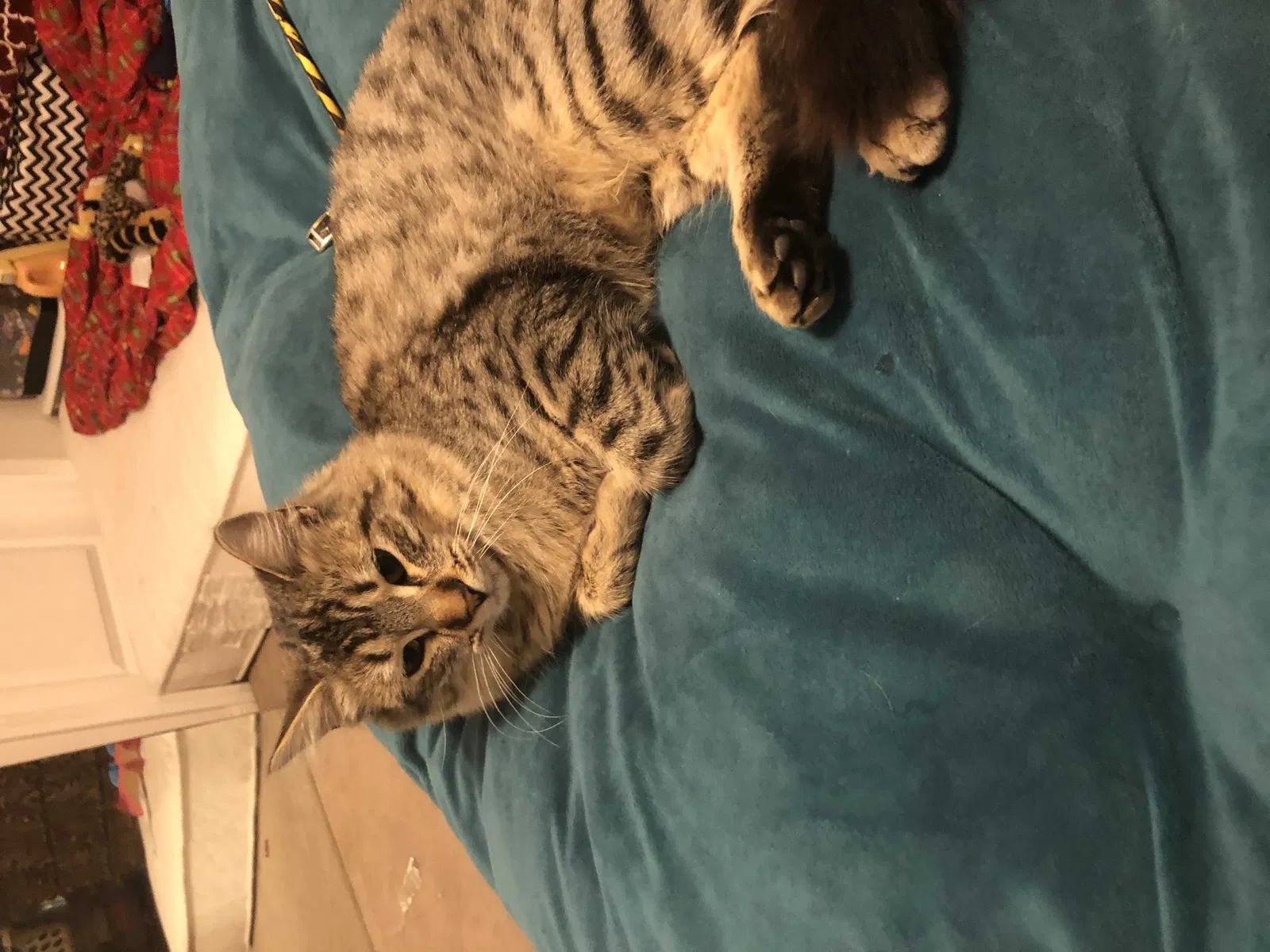 Lost cat in Las Vegas, NV, 89131