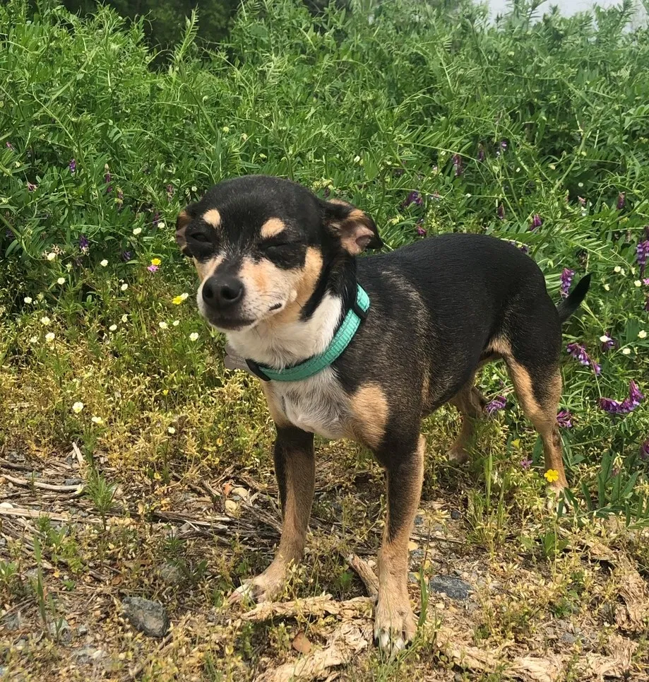 Lost dog in Grover, NC, 28073