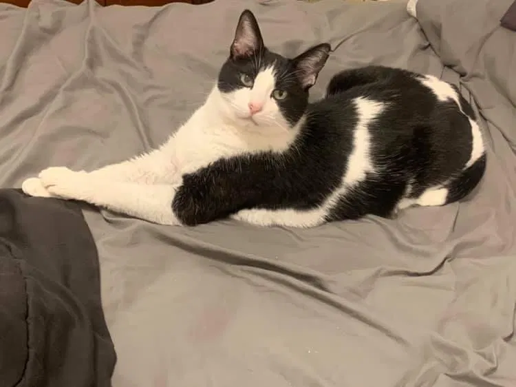 Lost cat in San Tan Valley, AZ, 85140