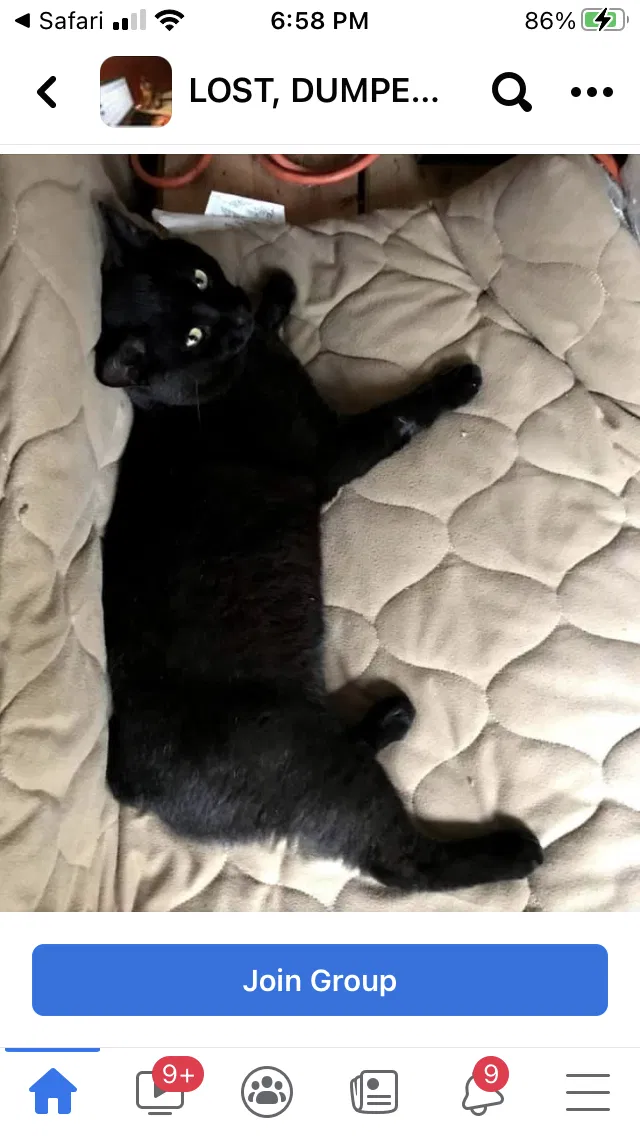 Lost cat in Tahlequah, OK, 74464