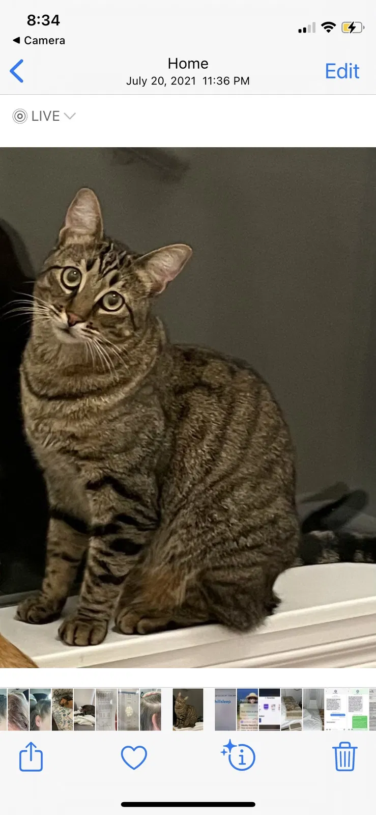 Lost cat in Castaic, CA, 91384