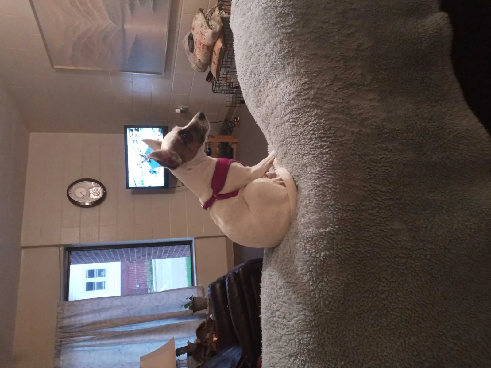 Lost dog in Dayton, OH, 45416