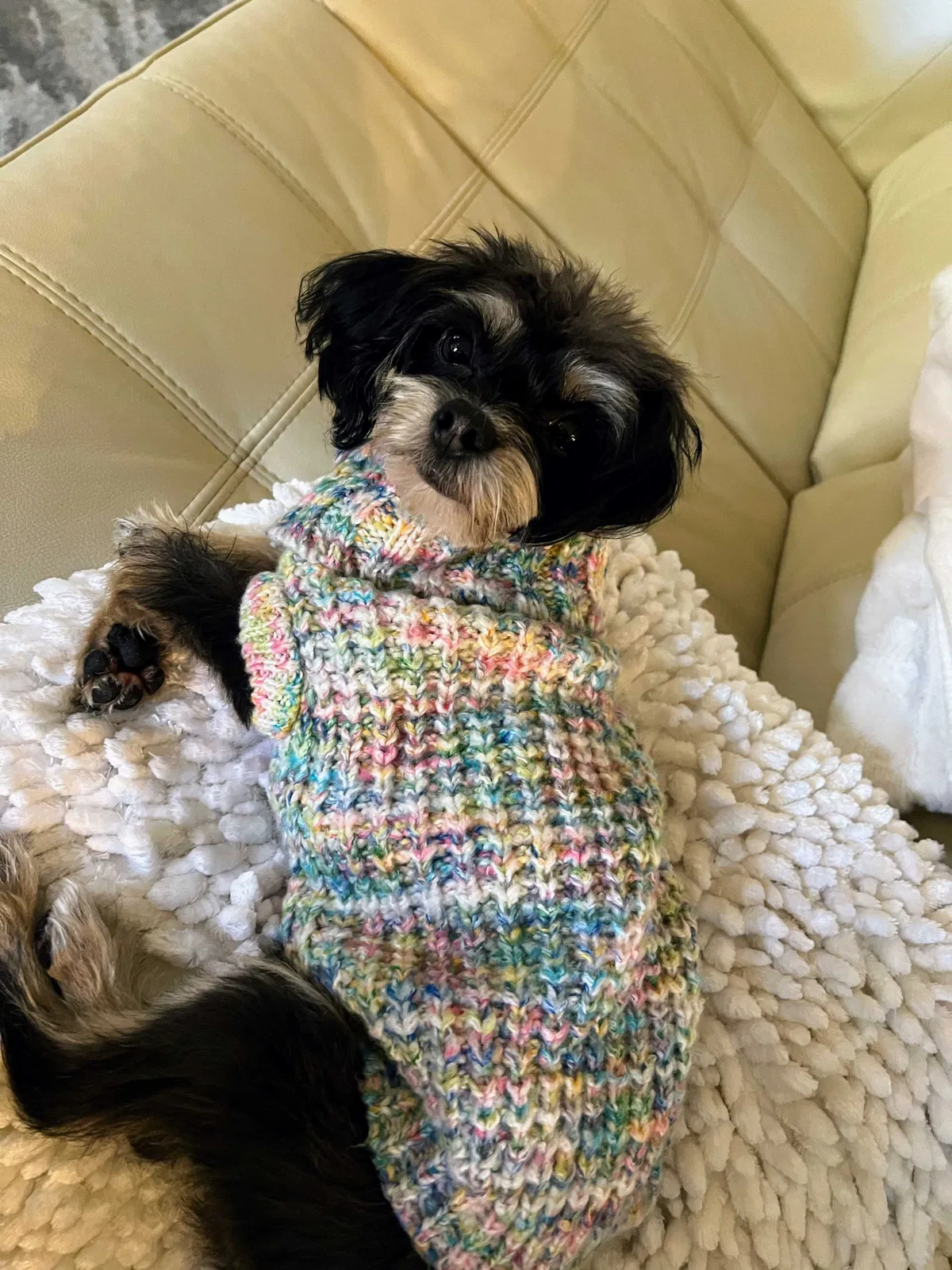 Lost dog in Arlington, TX, 76013