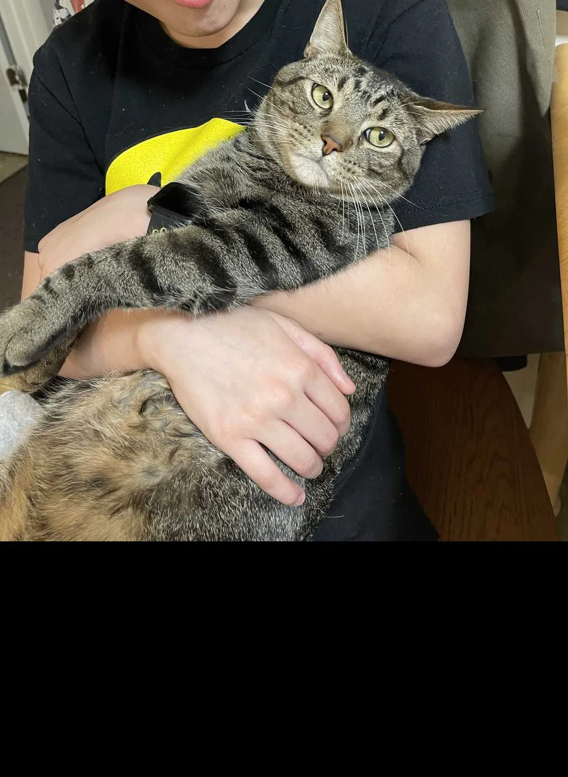 Lost cat in Dayville, CT, 6241