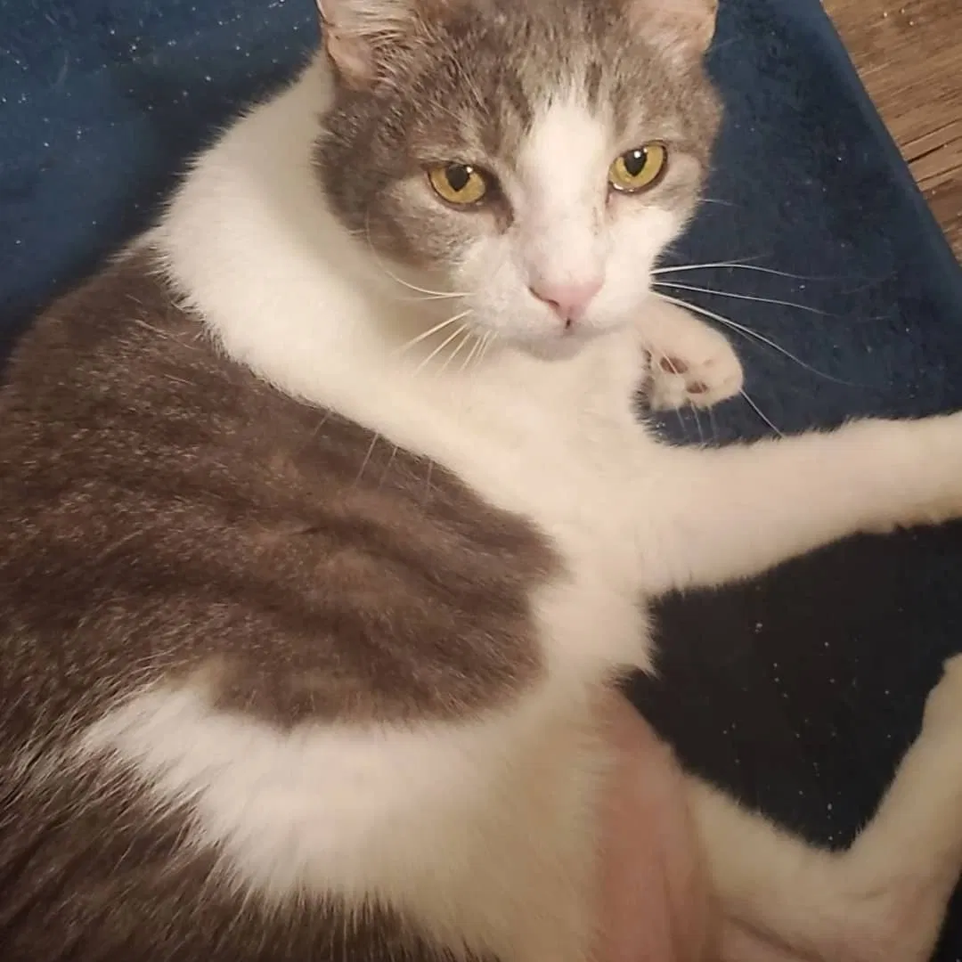 Lost cat in El Paso, TX, 79932